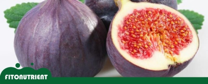 la fruta mas antigua destacada blog